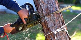 Best Arborist Consultation Services  in Summerville, GA